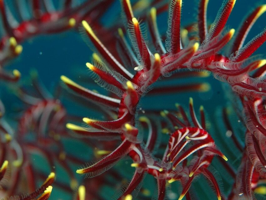 coral, nature, aquatic animals, sea, diving